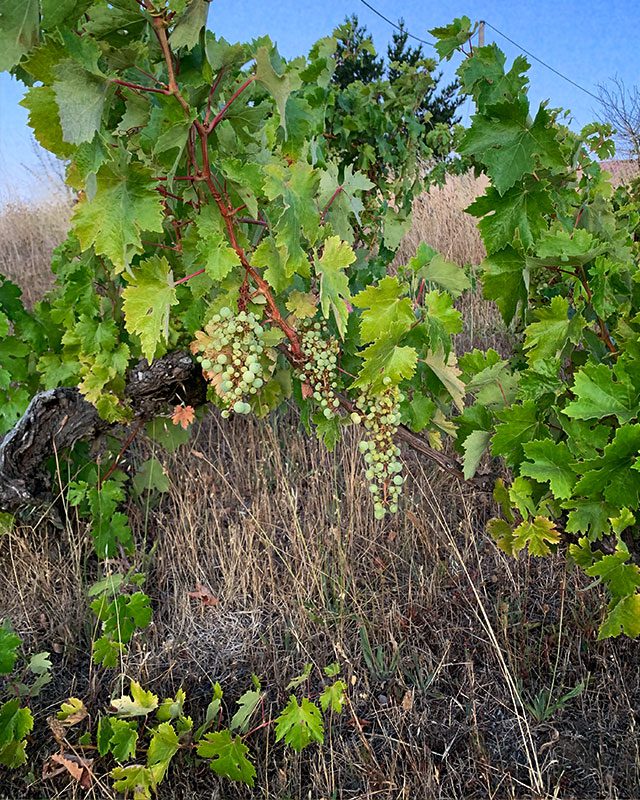 Ludgarda Viña Familiar