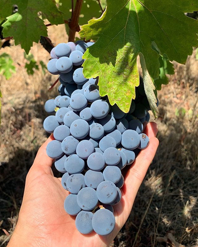 Ludgarda Viña Familiar